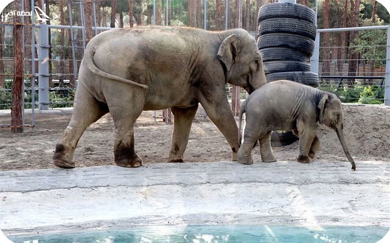 فیل های سریلانکایی در باغ وحش ارم فیل های سریلانکایی در باغ وحش ارم